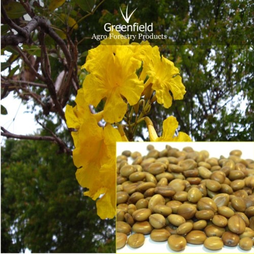 Amaltas ornamental tree seeds ( cassia fistula )